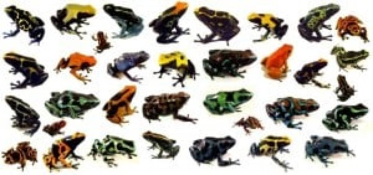 poison dart frog diversity