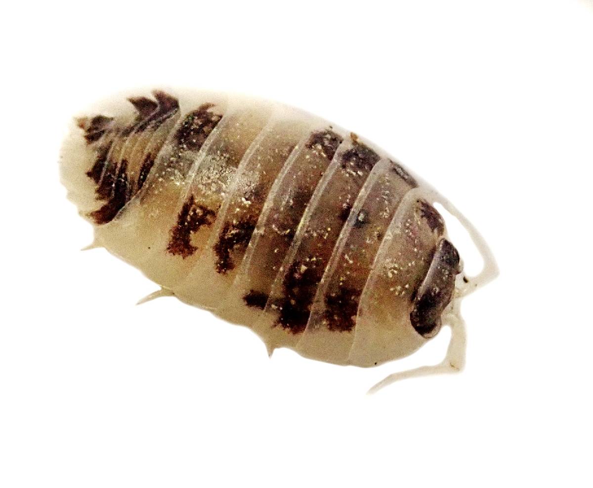 Image of Porcellio laevis 'Dairy Cow' Isopods (10 Count)
