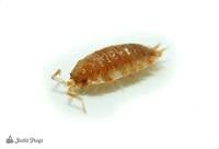 Porcellio scaber ‘Orange Koi’ Isopods (10 count)