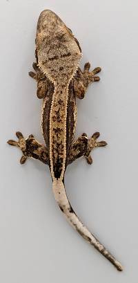 Crested Gecko Pinstripe A47