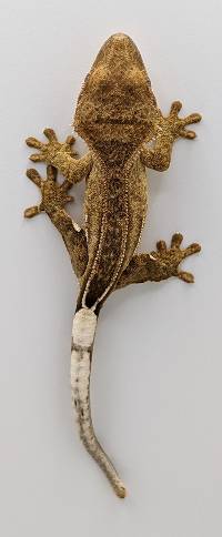 Crested Gecko Phantom Pinstripe A49