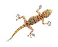 Ragazzi's Fan-Footed Gecko - Ptyodactylus ragazzii (Captive Bred)