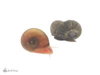 Ramshorn Snails (Assorted 12 count)