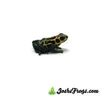 Ranitomeya imitator 'Tarapota' (Pepper Line, Captive Bred) - Mimic Poison Frog