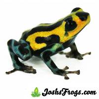 Ranitomeya sirensis 'Highland' - Pasco Poison Frog (CBP)