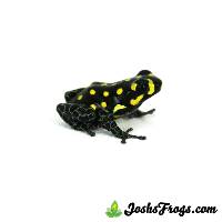 Ranitomeya vanzolinii (Captive Bred) - Brazilian Poison Frog