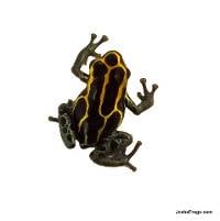 Yellow Amazonian Dart Frog (Captive Bred)