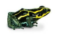 Ranitomeya variabilis 'French Guiana Yellow' (Captive Bred) - Amazonian Poison Frog