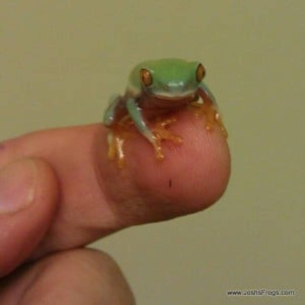 Baby Red Eye Tree Frog, just a few hours out of the water.