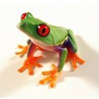 Red-Eyed Tree Frog - Agalychnis callidryas (Captive Bred)