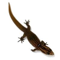 Reef Gecko - Sphaerodactylus notatus (Captive Bred)