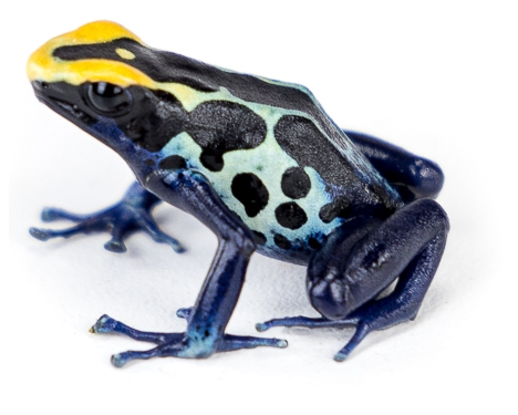 Dendrobates tinctorius 'Robertus' (Captive Bred) - Dyeing Poison Arrow Frog