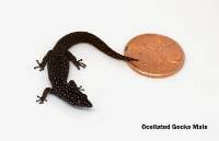Ocellated Gecko - Sphaerodactylus argus (Captive Bred)