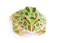Samurai Pac-Man Frog - Ceratophrys cranwelli (Captive Bred)