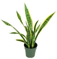 Sansevieria laurentii 'Mother-in-Law's Tongue' - 6" Pot