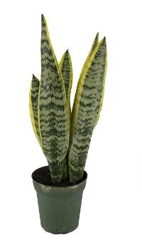 Sansevieria laurentii 'Mother-in-Law's Tongue' - 4" Pot