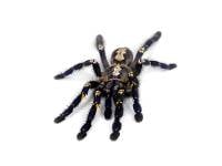 Sapphire Ornamental Tarantula - Poecilotheria metallica (Captive Bred)