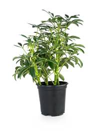 Schefflera arboricola variegated - Umbrella Tree (4" pot)