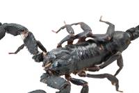 Asian Forest Scorpion - Heterometrus silenus (Captive Bred) Scorpling