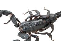 Asian Forest Scorpion - Heterometrus silenus (Captive Bred) Small Juvenile