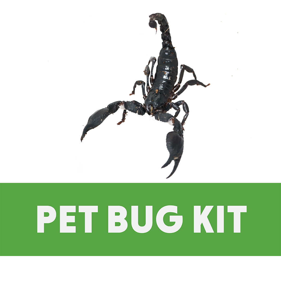 Scorpion & Invertebrate Complete Habitat Kit (14x8x6 inch Exo Terra Faunarium)