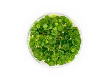 Hydrocotyle Sibthorpioides ‘Lawn Marshpennywort’  (In-Vitro Tissue Culture) 