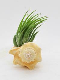 Planted Conch Shell with Tillandsia 'Air Plant' 