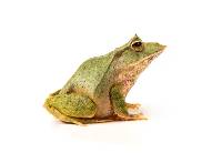 Solomon Island Leaf Frog - Ceratobatrachus guentheri (Captive Bred)