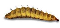 Black Soldier Fly Larvae (250 Count - Extra Small)