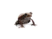 Smooth Sided Toad - Rhaebo guttatus (Captive Bred)