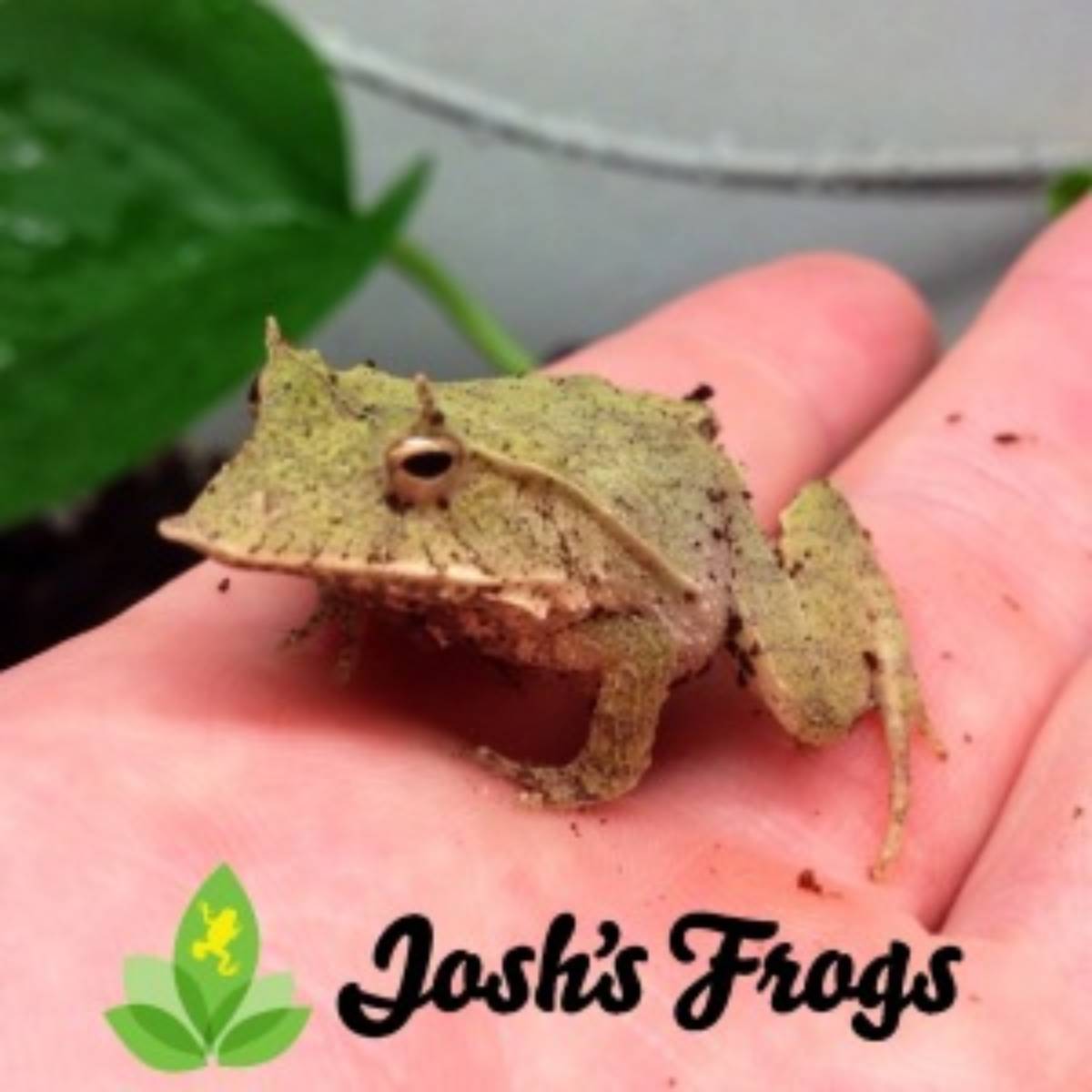 solomon island leaf frog captive bred for sale Josh's frogs