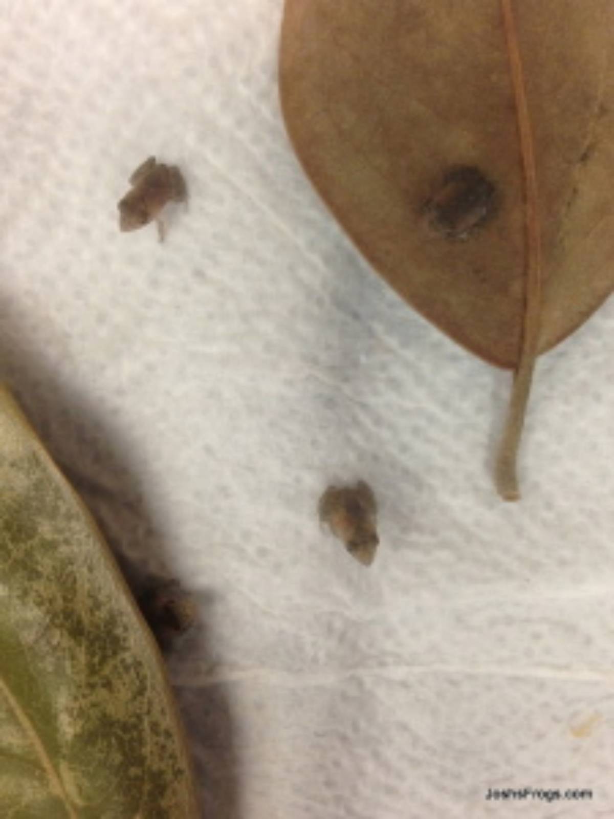 solomon island leaf frog ceratobatrachus guentheri joshs frogs solomon island leaf frogs for sale newly metamorphed babies