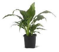 Spathiphyllum (Grower's Choice - 4 inch pot)