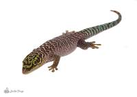Standing’s Day Gecko - Phelsuma standingi (Captive Bred)