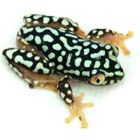 Starry Night Reed Frog (Captive Bred) - 1/2"
