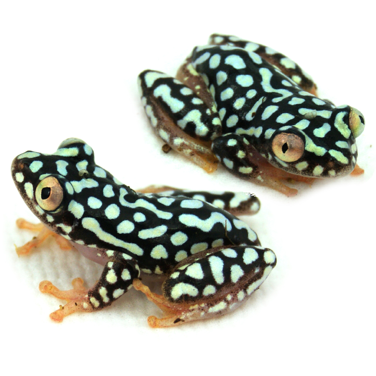SEXED PAIR Starry Night Reed Frog - Heterixalus alboguttatus (Captive Bred)