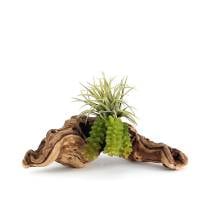 Pet-Tekk Habi-Scape Succulent on Driftwood (8")