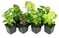 Syngonium Plant Bundle (3 pack)