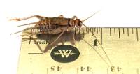3/4" Banded Crickets (1000 Count)