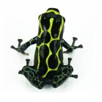 Ranitomeya imitator 'Baja Huallaga' (Captive Bred) - Mimic Poison Frog