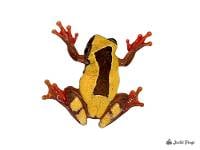 Triangle Tree Frog - Dendropsophus triangulum (Captive Bred)