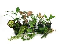 18x18x18 Tropical Vivarium Plant Kit (11 Plants)