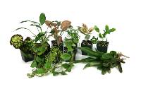 29 Gallon Tropical Vivarium Plant Kit (14 Plants)