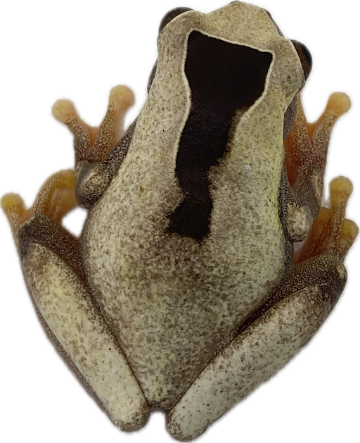 Triangle Tree Frog