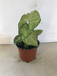 Syngonium podophyllum (Grower's Choice - 4" Pot)