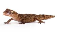 Vazimba Ground Gecko - Paroedura vazimba (Captive Bred)