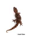 Vazimba Ground Gecko - Paroedura vazimba (male)