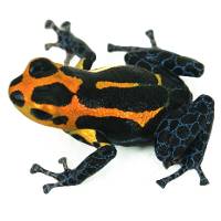 Ranitomeya imitator 'Varadero' (Captive Bred) - Mimic Poison Dart Frog