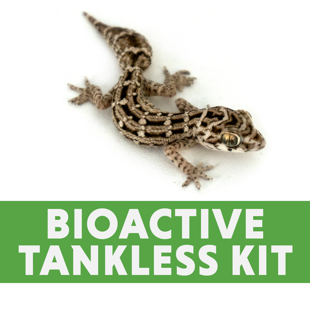 Viper Gecko BIOACTIVE Tankless Habitat Kit (20 Gallon Long)