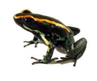 Phyllobates vittatus (Captive Bred) - Golfodulcean Poison Arrow Frog